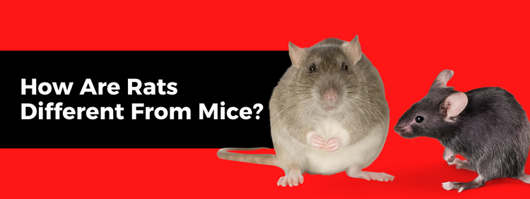 How Are Rats Different From Mice