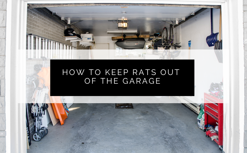 How to Keep Rats Out of the Garage