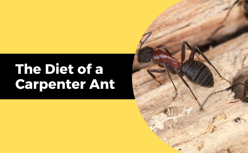 The Diet of a Carpenter Ant