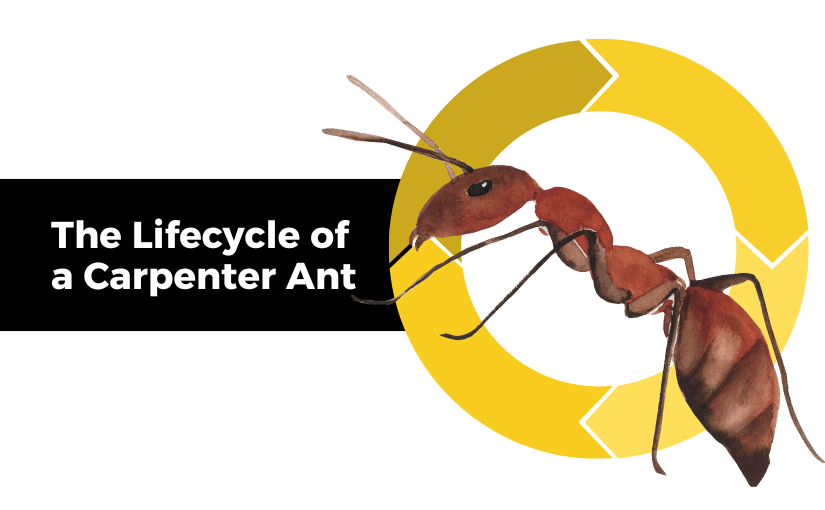The Lifecycle of a Carpenter Ant