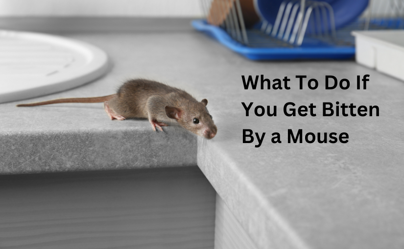 What To Do If You Get Bitten By a Mouse