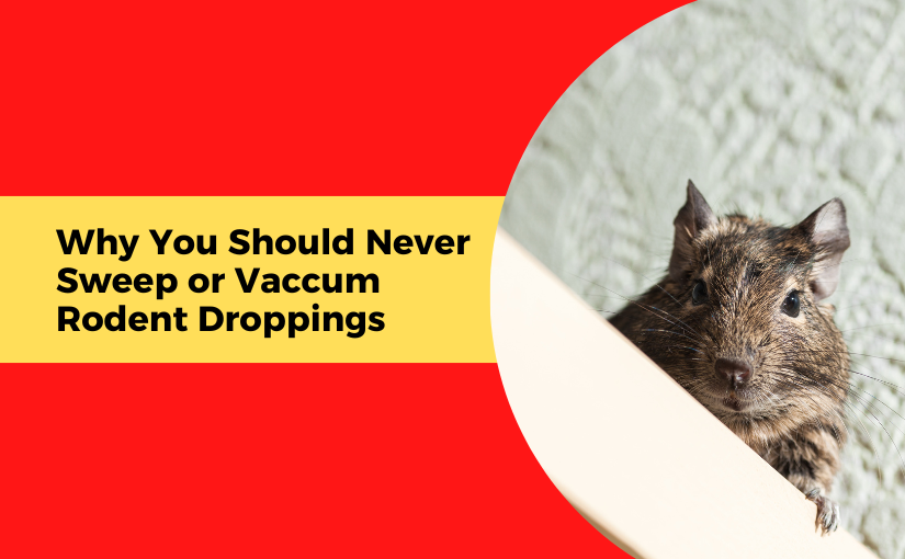 Why You Should Never Sweep or Vacuum Rodent Droppings