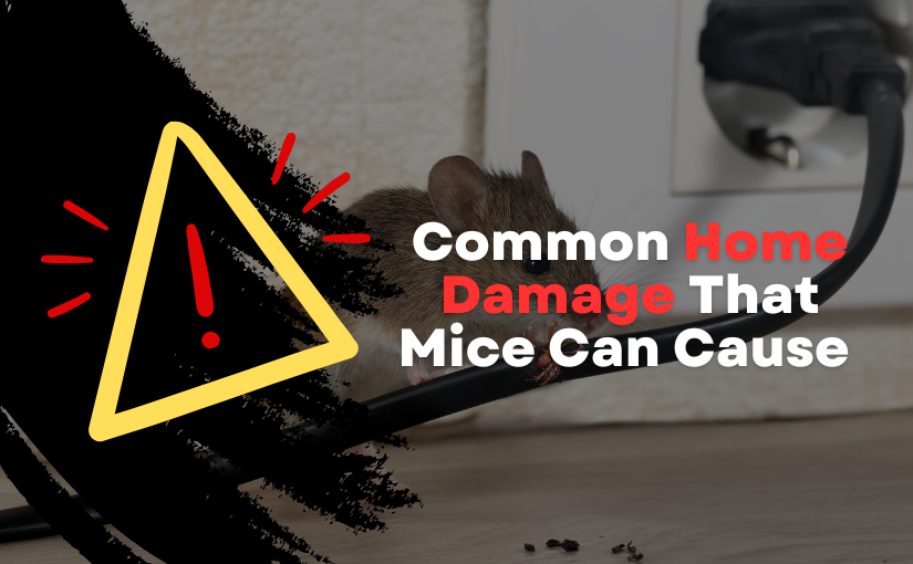 Milton Pest Removal: Common Home Damage That Mice Can Cause