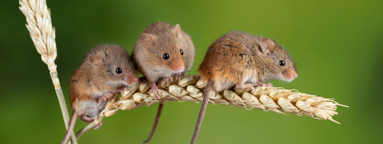 3 Species of Mice Found in Markham