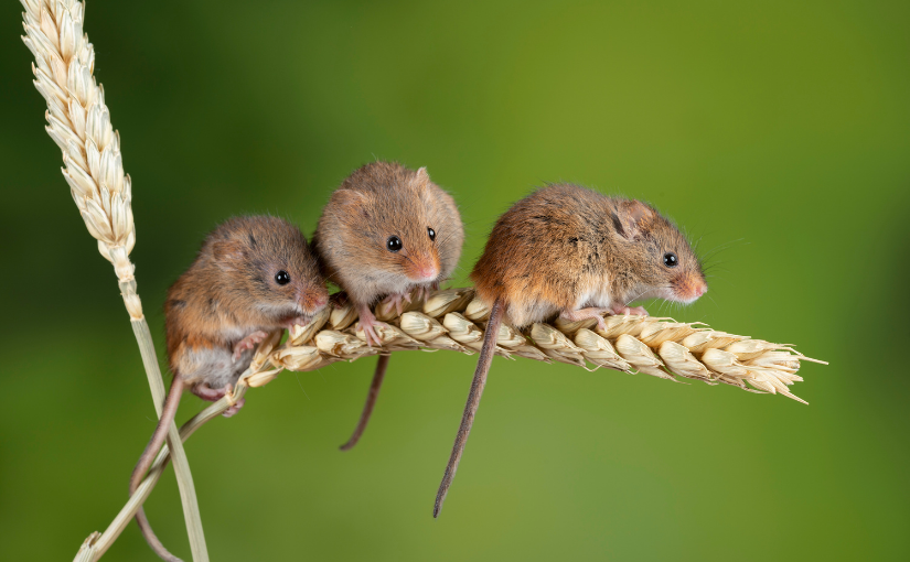 3 Species of Mice Found in Markham