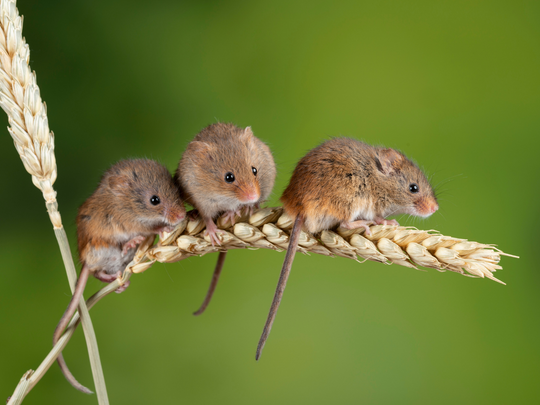 3 Species of Mice Found in Markham