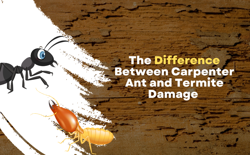 Oakville Pest Control: The Difference Between Carpenter Ant and Termite Damage