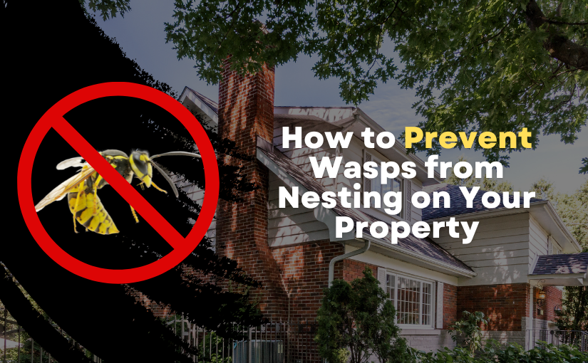 How to Prevent Wasps From Nesting on Your Haldimand-Norfolk Property