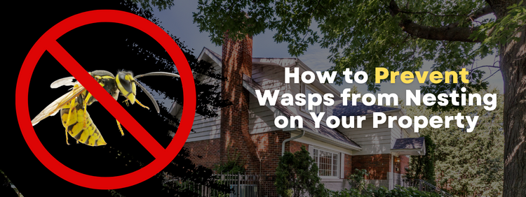 How to Prevent Wasps From Nesting on Your Haldimand-Norfolk Property