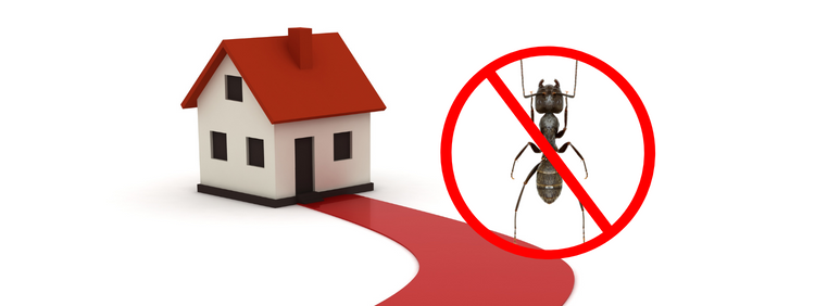 Protect Your Waterloo Home Against Carpenter Ants This Spring