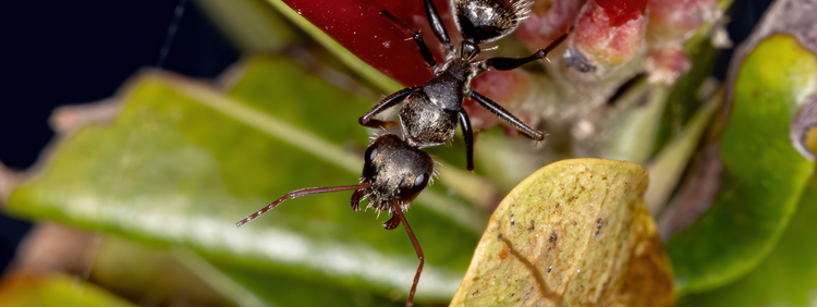 Vaughan Pest Control: Are Carpenter Ants Attracted to Trees?