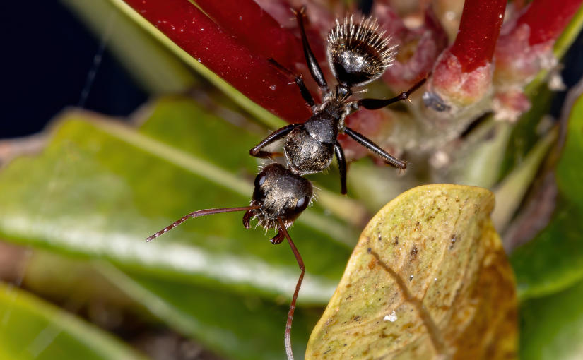 Vaughan Pest Control Are Carpenter Ants Attracted to Trees