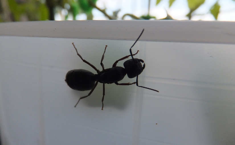 Why You Should Have Carpenter Ants Removed From Your Kitchener Home