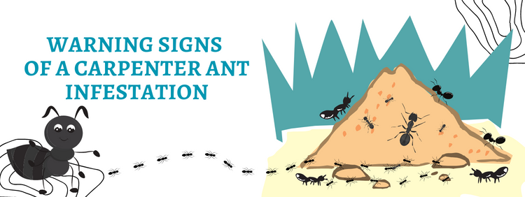 3 Warning Signs of a Carpenter Ant Infestation in Cambridge