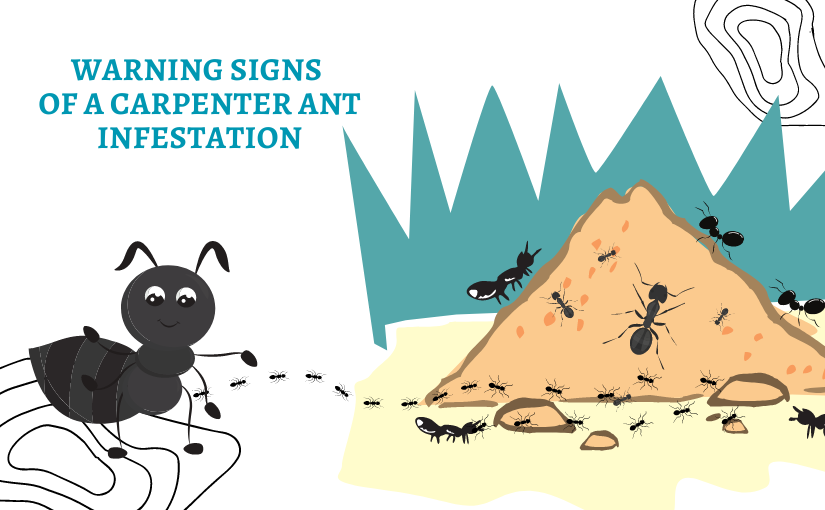 3 Warning Signs of a Carpenter Ant Infestation in Cambridge