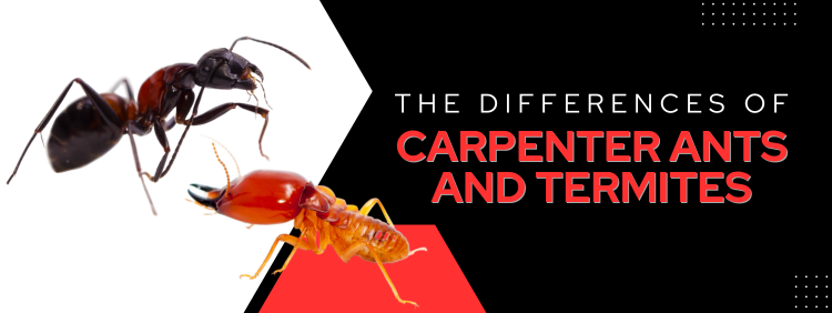 Guelph Pest Control: The Differences of Carpenter Ants and Termites