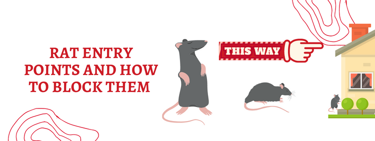 Kitchener Pest Removal: Identifying Rat Entry Points and How to Block Them