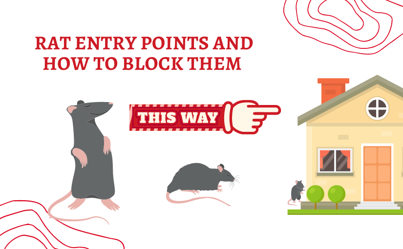 Kitchener Pest Removal: Identifying Rat Entry Points and How to Block Them