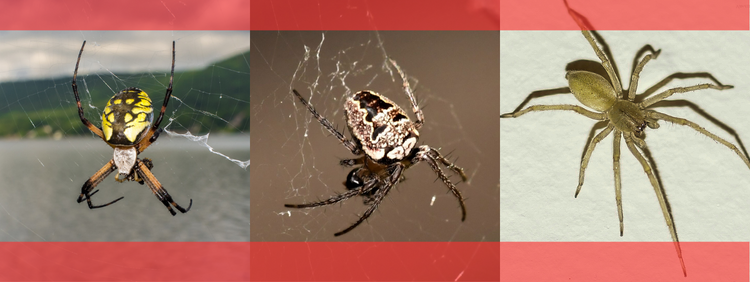 3 Types of Spiders You May Find In Your Mississauga Home