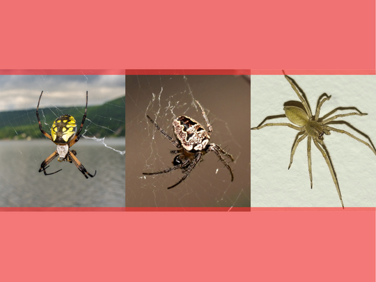 3 Types of Spiders You May Find In Your Mississauga Home