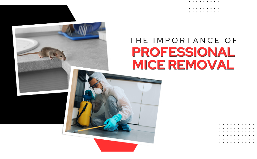 Waterloo Pest Control: Why Professional Mice Removal is Important