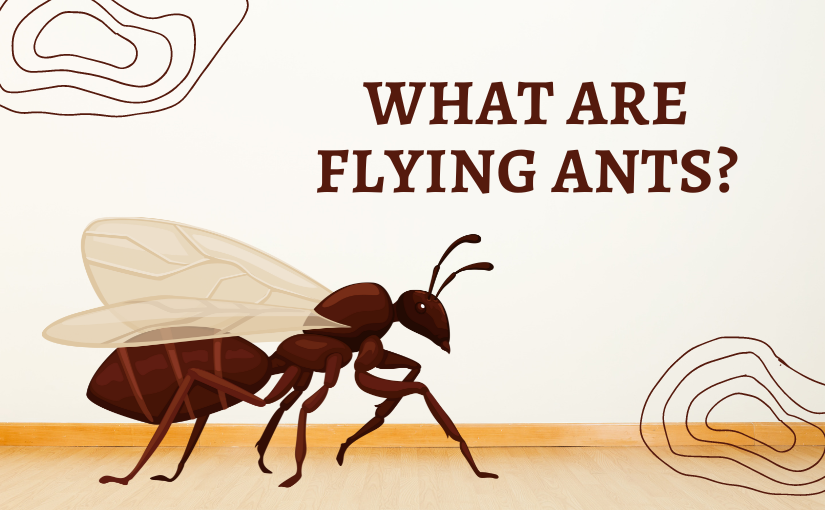 Waterloo Pest Control: What are Flying Ants?