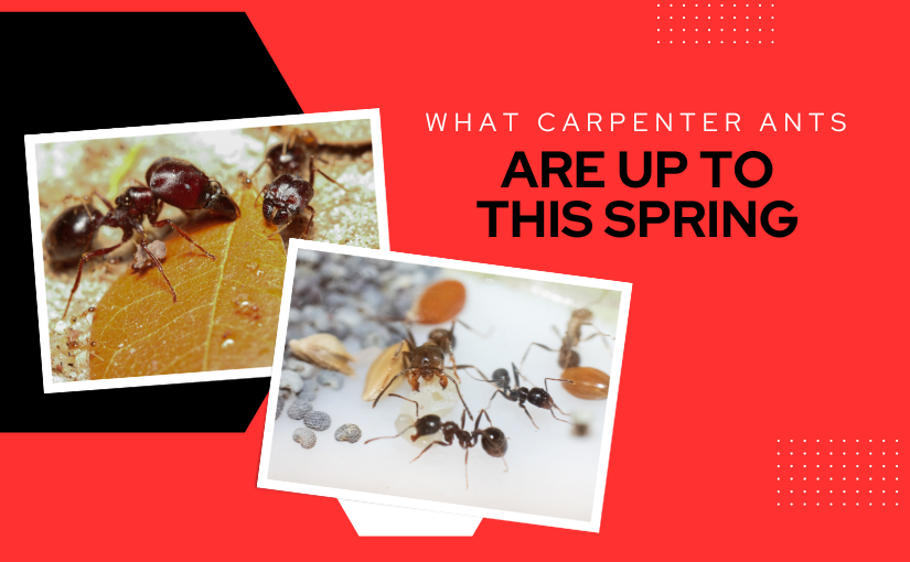 Kitchener Pest Control: Should Carpenter Ants Be A Concern This Spring?