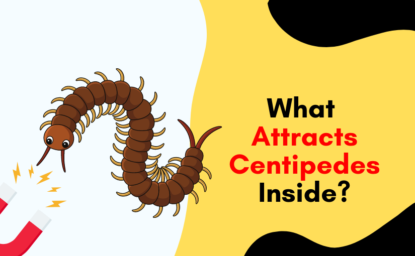 Toronto Pest Control: What Attracts Centipedes Inside?