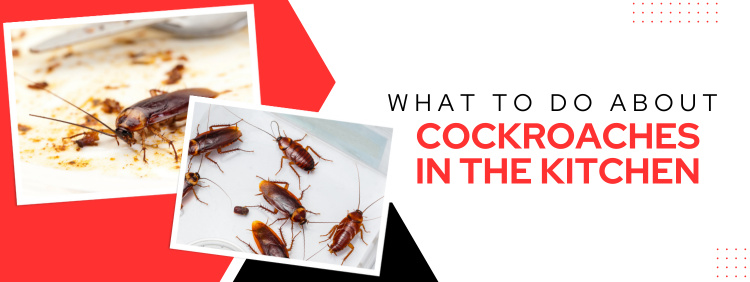 Guelph Commercial Pest Control: What to Do About Cockroaches in the Kitchen