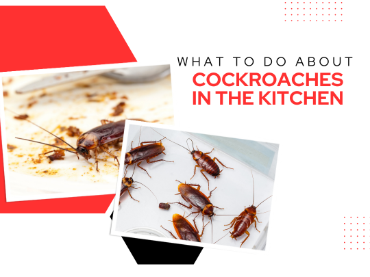 What to do about cockroaches in your commercial kitchen.