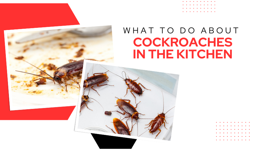 Guelph Commercial Pest Control: What to Do About Cockroaches in the Kitchen