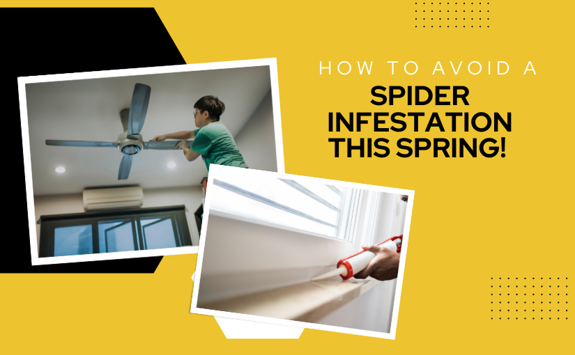 How to Avoid a Spider Infestation in Cambridge Spring Cleaning Tips