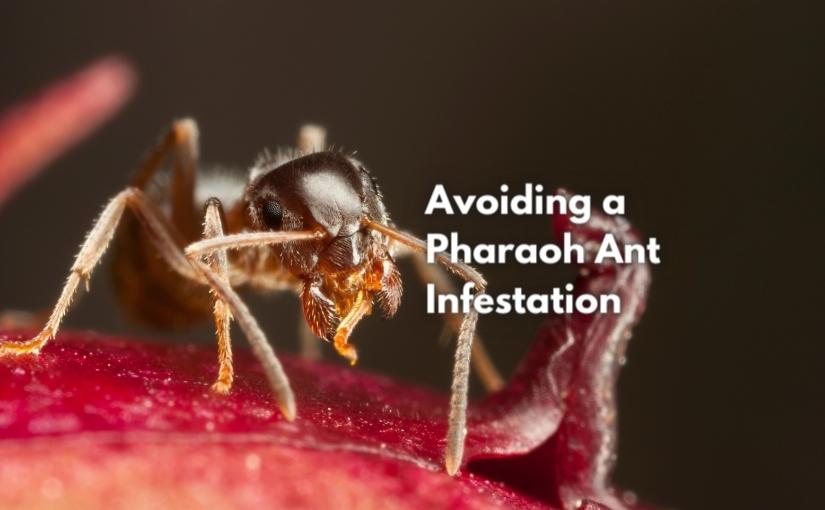 Avoiding a Pharaoh Ant Infestation in Richmond Hill