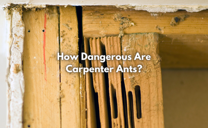 Burlington Pest Control: How Dangerous Are Carpenter Ants?