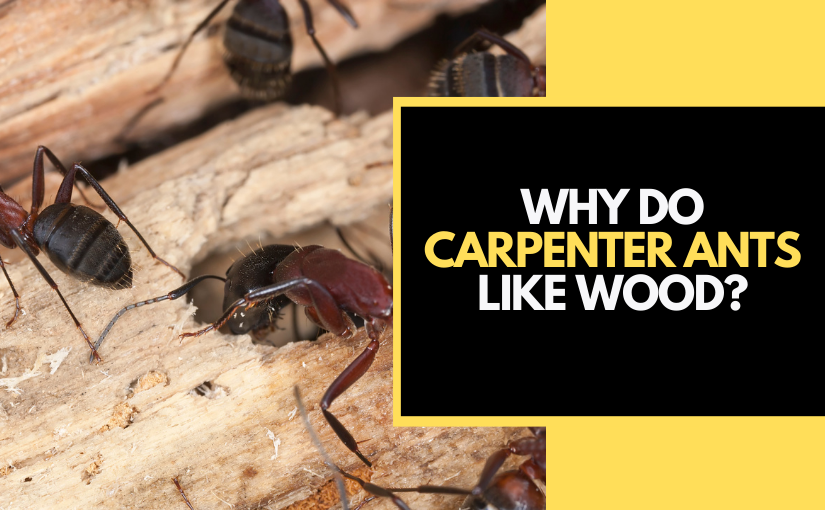 Why Do Carpenter Ants Like Wood?