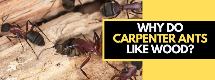 Why Do Carpenter Ants Like Wood?