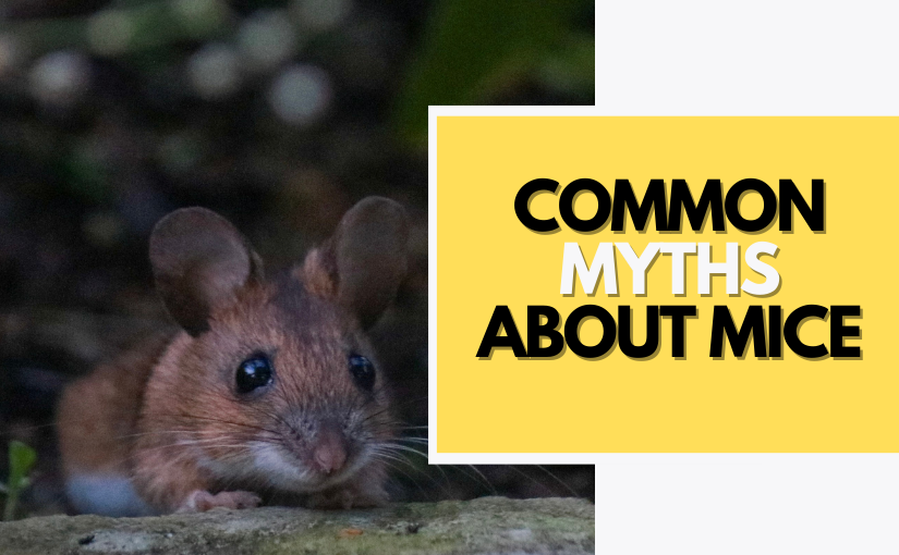 4 Common Myths About Mice