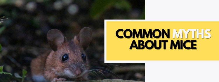4 Common Myths About Mice