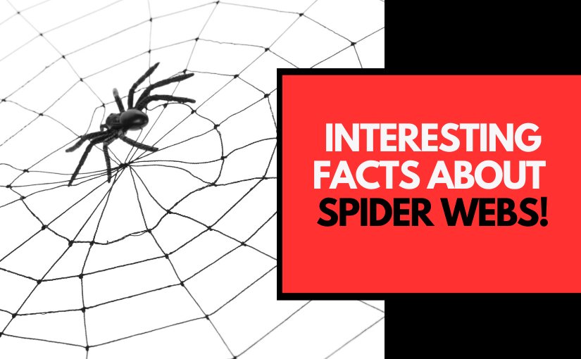 Interesting Facts About Spider Webs!