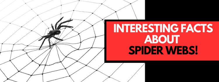 Facts About Spider Webs