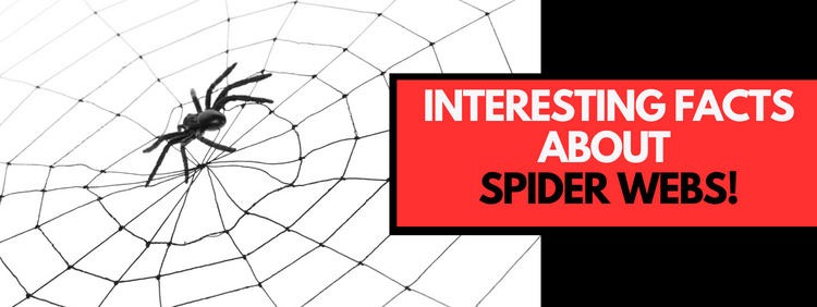 Interesting Facts About Spider Webs!