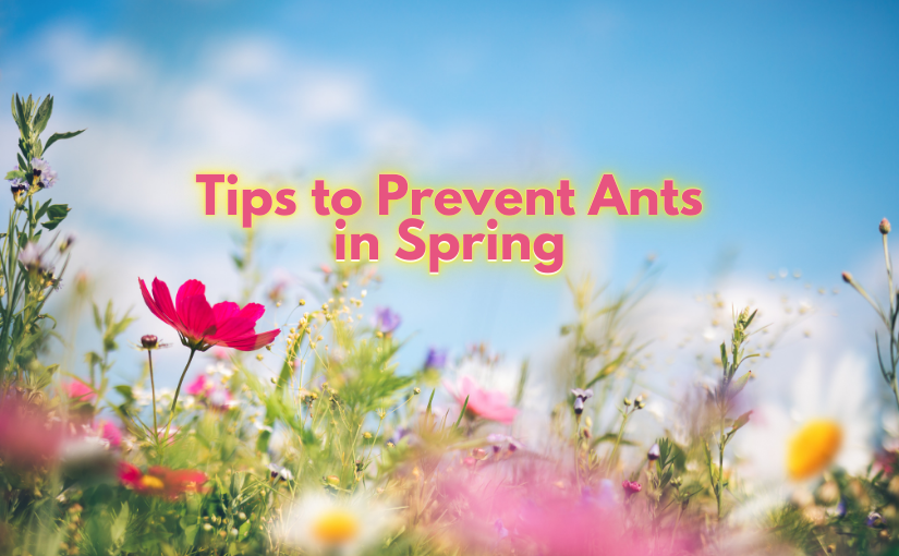 Prevent Ants in Your Brant County Home This Spring With These Simple Tips