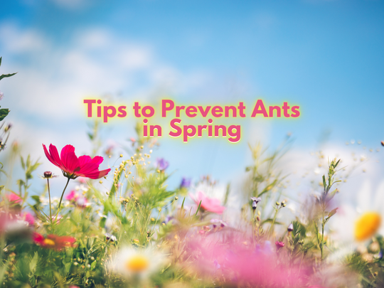 Prevent ants in your home this spring with these tips!