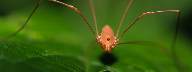 9 Surprising Facts About Daddy Longlegs