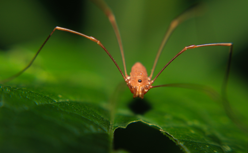 Harvestmen: The 'Spiders' That Aren't Actually Spiders