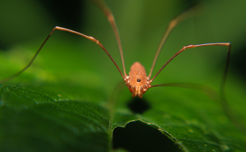 Daddy Long Legs Lifespan And Other Facts