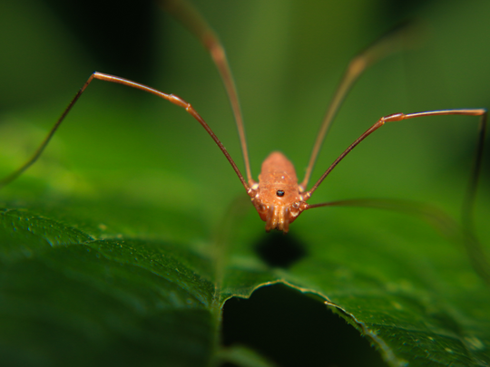 16 Fascinating Facts About Daddy Longlegs