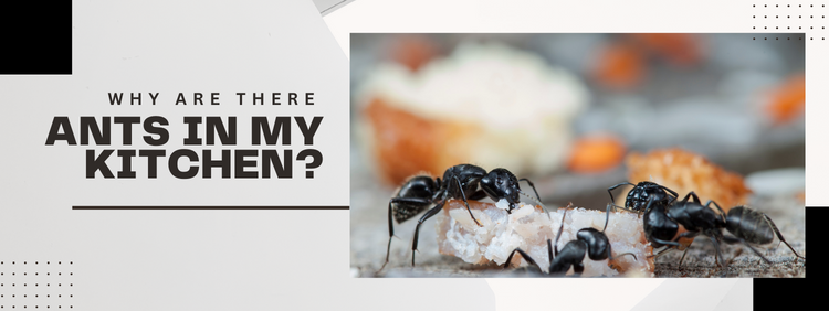 Oakville Pest Control: Why Are There Ants in My Kitchen?