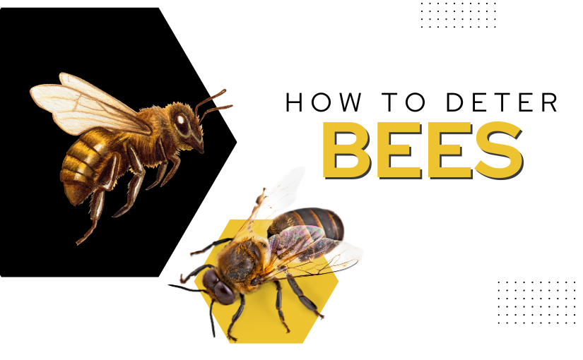 Cambridge Pest Control: How to Deter Bees