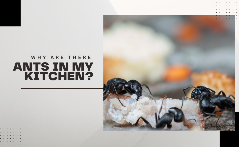 Oakville Pest Control: Why Are There Ants in My Kitchen?